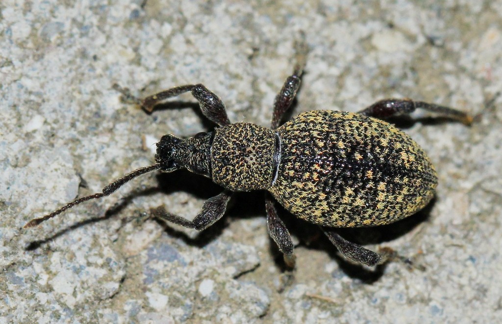Otiorhynchus turca