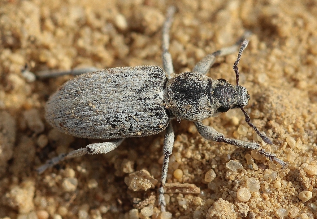 Phacephorus