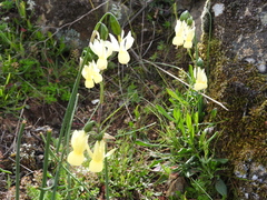 Narcissus triandrus
