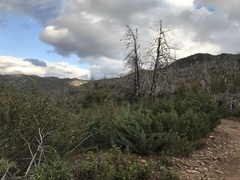 Cupressus nevadensis