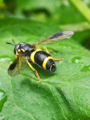 Chrysotoxum bicinctum