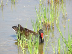 Gallinula chloropus