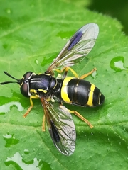 Chrysotoxum bicinctum
