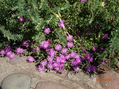 Delosperma lavisiae, photograph 6