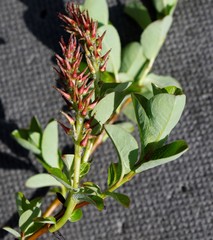 Salix fuscescens