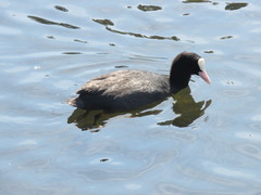 Fulica atra