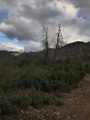 Cupressus nevadensis