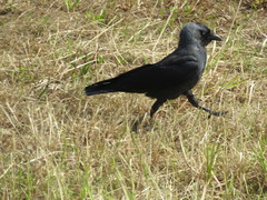 Corvus monedula