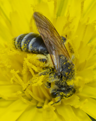 Andrena nasonii