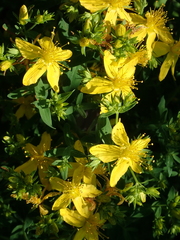 Hypericum perforatum
