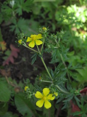 Potentilla argentea