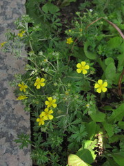 Potentilla argentea