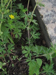 Potentilla argentea