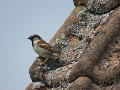 Passer domesticus