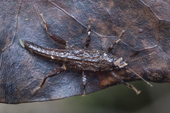 Microcanachus