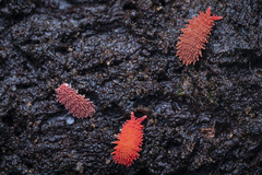 Caledonimeria mirabilis