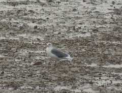 Larus schistisagus