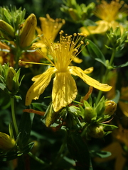 Hypericum perforatum