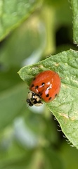 Harmonia axyridis