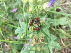 Pyrrhocoris apterus