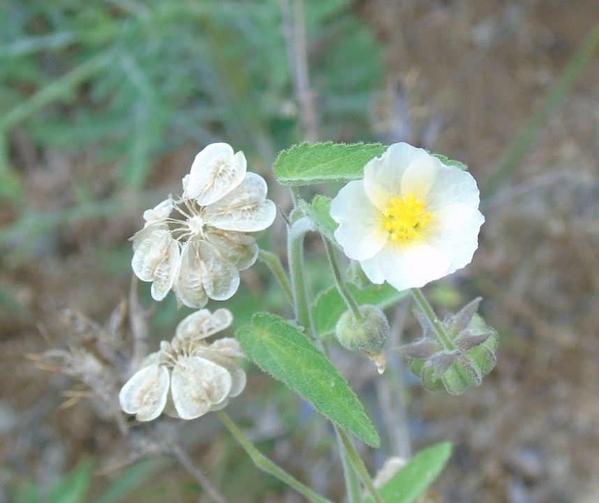 Gaya minutiflora