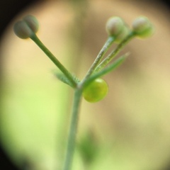 Macroglossum stellatarum