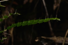 Capparis arborea