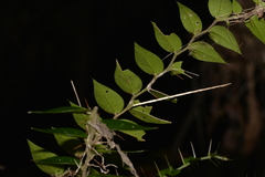 Capparis arborea