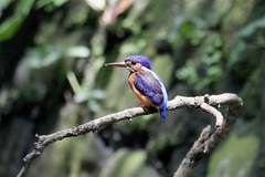 Alcedo meninting