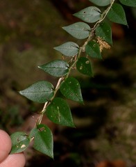 Capparis arborea