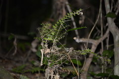 Capparis arborea
