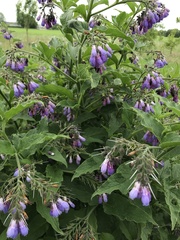 Symphytum officinale