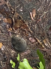 Reithrodontomys humulis