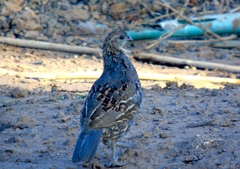 Callipepla douglasii