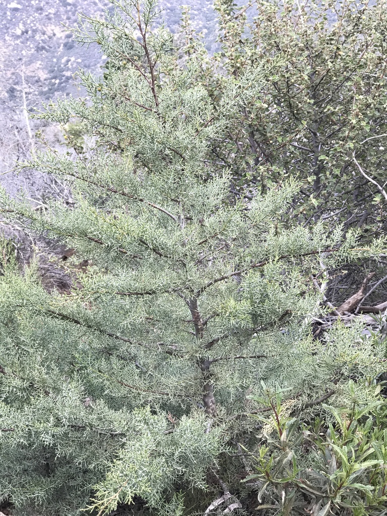 piute cypress