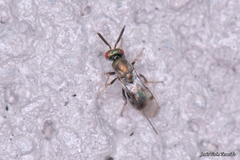 Monodontomerus obscurus
