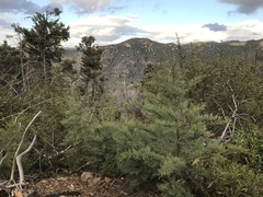 Cupressus nevadensis