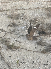 Chordeiles gundlachii