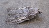 Balsa - Photo (c) edporopat, some rights reserved (CC BY-NC), uploaded by edporopat