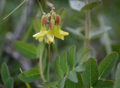 Astragalus frigidus