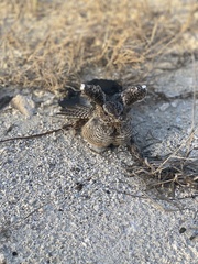 Chordeiles gundlachii