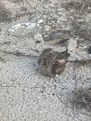 Chordeiles gundlachii