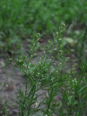 Lepidium ruderale
