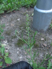 Lepidium ruderale