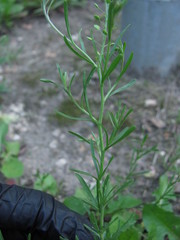 Lepidium ruderale