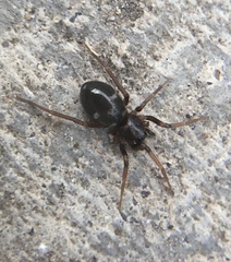 Phrurolithus
