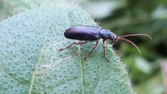 Plateumaris consimilis