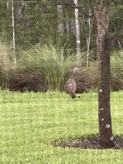 Meleagris gallopavo osceola