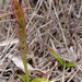 Drosera murfetii - Photo (c) sea-kangaroo, some rights reserved (CC BY-NC-ND), uploaded by sea-kangaroo