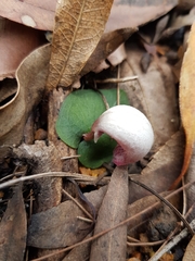 Corybas barbarae